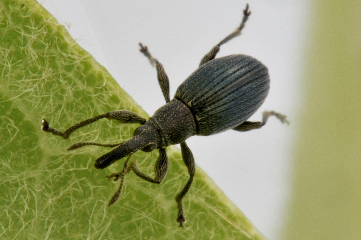 Apionidae: Aspidapion  sp?  S, Aspidapion radiolus